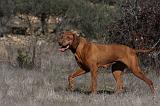 VIZSLA poil court 184